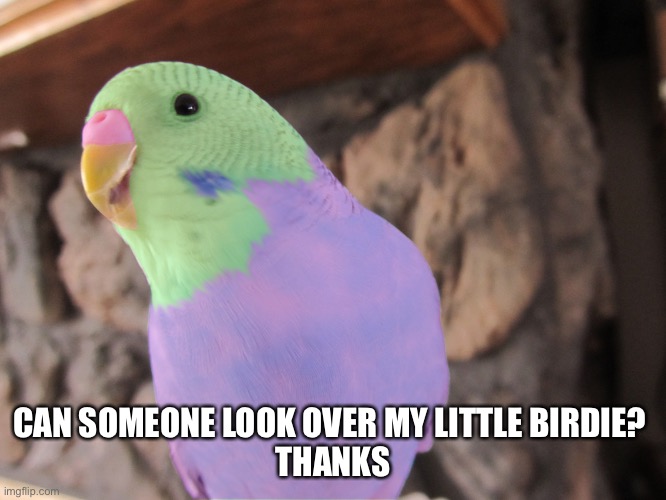 Plz look after my birdie | CAN SOMEONE LOOK OVER MY LITTLE BIRDIE? 
THANKS | image tagged in yeeee,plz | made w/ Imgflip meme maker