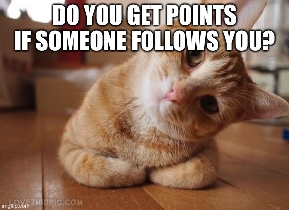 I need answers | DO YOU GET POINTS IF SOMEONE FOLLOWS YOU? | image tagged in curious question cat | made w/ Imgflip meme maker