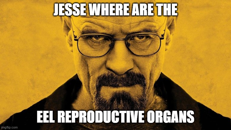 sigmund freud | JESSE WHERE ARE THE; EEL REPRODUCTIVE ORGANS | image tagged in breaking bad,walter white,jesse pinkman,sigmund freud | made w/ Imgflip meme maker