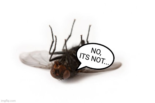 dead fly | NO, ITS NOT... | image tagged in dead fly | made w/ Imgflip meme maker