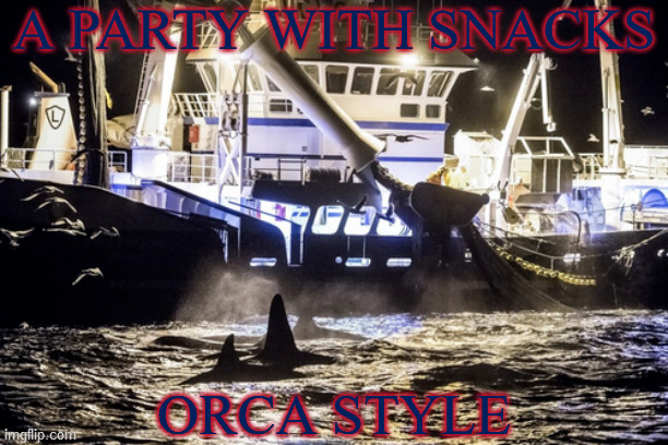 A PARTY WITH SNACKS; ORCA STYLE | image tagged in norway,orca,killer whale,fishing,party,snacks | made w/ Imgflip meme maker