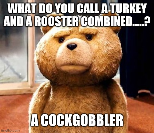 TED |  WHAT DO YOU CALL A TURKEY AND A ROOSTER COMBINED.....? A COCKGOBBLER | image tagged in memes,ted | made w/ Imgflip meme maker