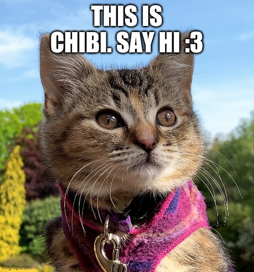 I'm gonna start posting wholesome things :3 | THIS IS CHIBI. SAY HI :3 | image tagged in kat,meow,aww,wholesome | made w/ Imgflip meme maker