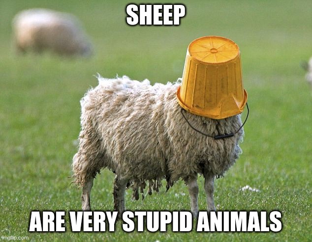 stupid sheep | SHEEP; ARE VERY STUPID ANIMALS | image tagged in stupid sheep,sheep | made w/ Imgflip meme maker