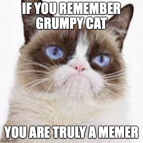 IF YOU REMEMBER GRUMPY CAT; YOU ARE TRULY A MEMER | image tagged in grumpy cat,memes,cats,grumpy,rip | made w/ Imgflip meme maker