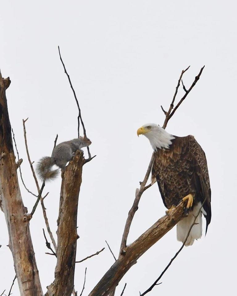 High Quality Eagle & squirrel Blank Meme Template