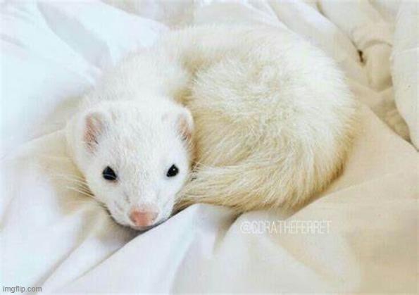 Another cute ferret | image tagged in funny,memes,cute,ferret,cute animals,adorable | made w/ Imgflip meme maker