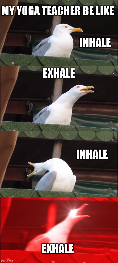 Inhaling Seagull | MY YOGA TEACHER BE LIKE; INHALE; EXHALE; INHALE; EXHALE | image tagged in memes,inhaling seagull | made w/ Imgflip meme maker