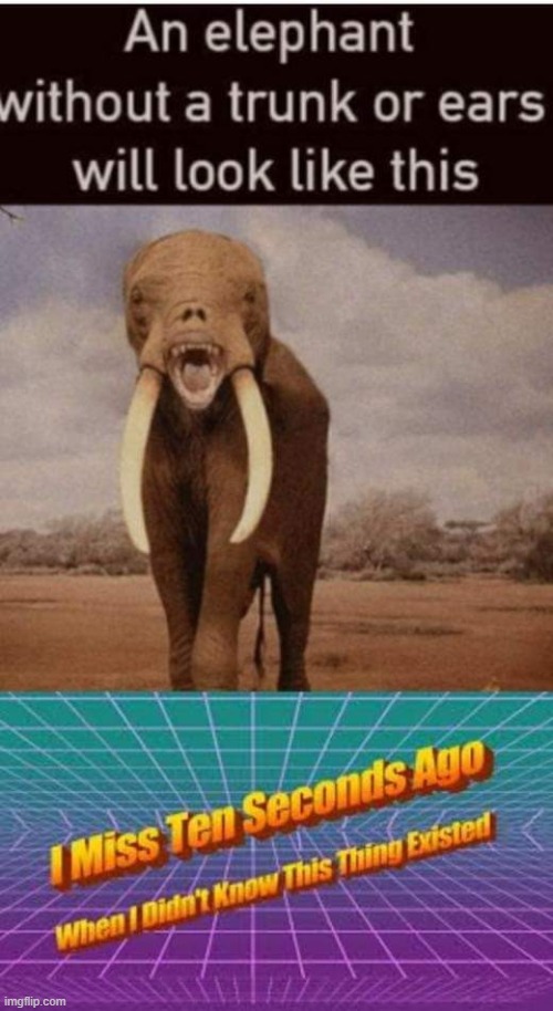 Cursed | image tagged in elephant,i miss ten seconds ago | made w/ Imgflip meme maker