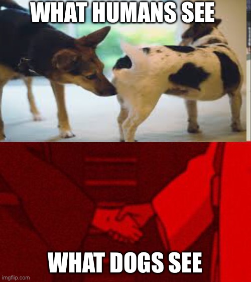 WHAT HUMANS SEE; WHAT DOGS SEE | image tagged in memes | made w/ Imgflip meme maker