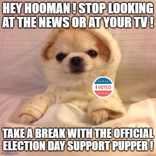 And now, an emotional support brought to you by Thefrenchieteenagegirl | HEY HOOMAN ! STOP LOOKING AT THE NEWS OR AT YOUR TV ! TAKE A BREAK WITH THE OFFICIAL ELECTION DAY SUPPORT PUPPER ! | image tagged in sleep tight pupper,memes,official election day support pupper,election 2020 | made w/ Imgflip meme maker