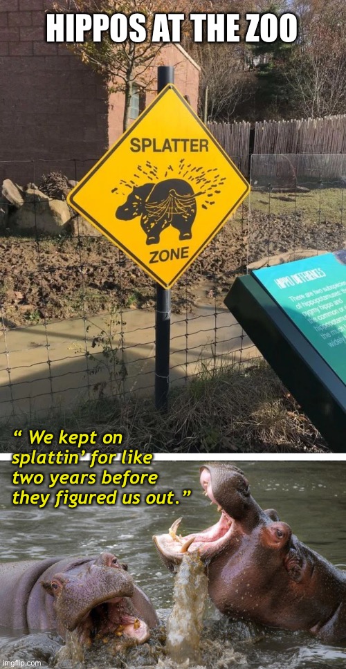 Hippos Are Mean | HIPPOS AT THE ZOO; “ We kept on splattin’ for like two years before they figured us out.” | image tagged in hippos laughing | made w/ Imgflip meme maker