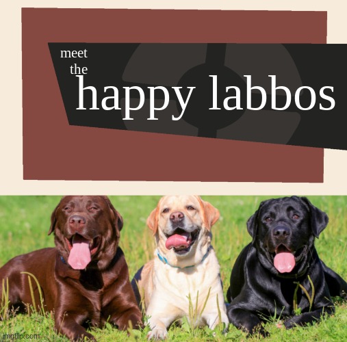 meet the happy labbos | image tagged in meet the blank,labbos | made w/ Imgflip meme maker