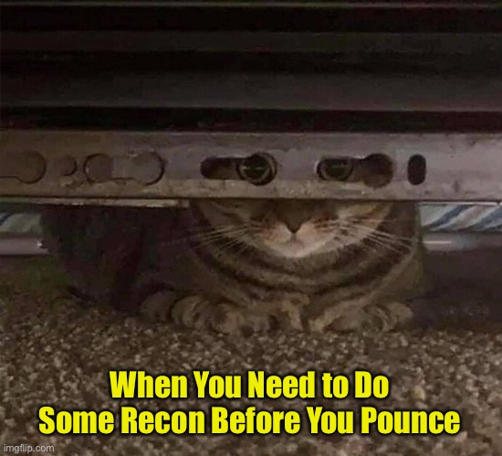 I Spy | When You Need to Do Some Recon Before You Pounce | image tagged in funny memes,funny cat memes,funny,cats,funny cats | made w/ Imgflip meme maker