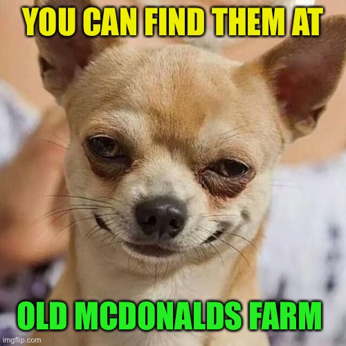 Smirking Dog | YOU CAN FIND THEM AT OLD MCDONALDS FARM | image tagged in smirking dog | made w/ Imgflip meme maker