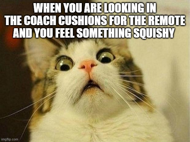 Scared Cat | WHEN YOU ARE LOOKING IN THE COACH CUSHIONS FOR THE REMOTE AND YOU FEEL SOMETHING SQUISHY | image tagged in memes,scared cat | made w/ Imgflip meme maker