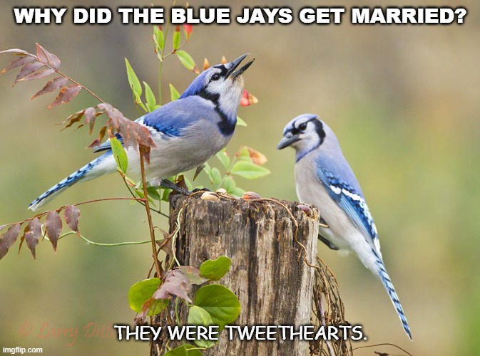 Daily Bad Dad Joke November 4 2020 | WHY DID THE BLUE JAYS GET MARRIED? THEY WERE TWEETHEARTS. | image tagged in two blue jays | made w/ Imgflip meme maker
