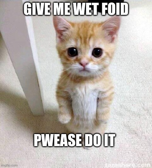 Cute Cat | GIVE ME WET FOID; PWEASE DO IT | image tagged in memes,cute cat | made w/ Imgflip meme maker