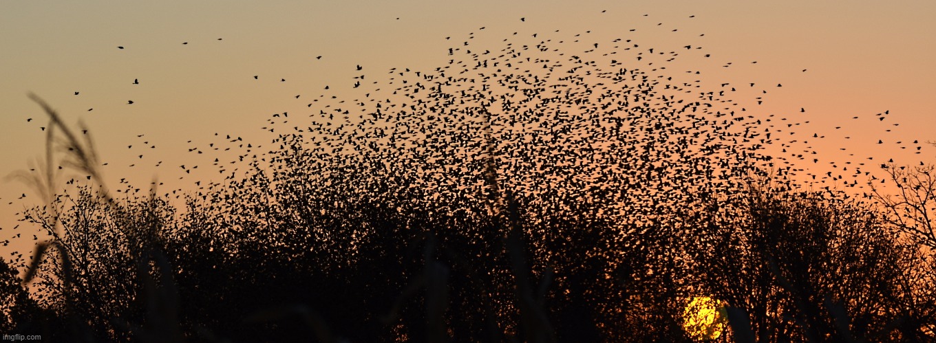 soooooo many birds at sunrise 11/4/20 | image tagged in birds,sunrise,autumn | made w/ Imgflip meme maker