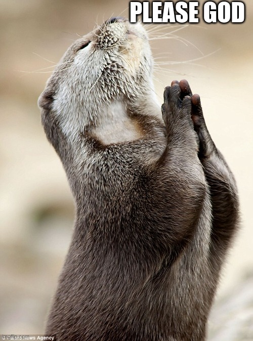 Otter praying | PLEASE GOD | image tagged in otter praying | made w/ Imgflip meme maker