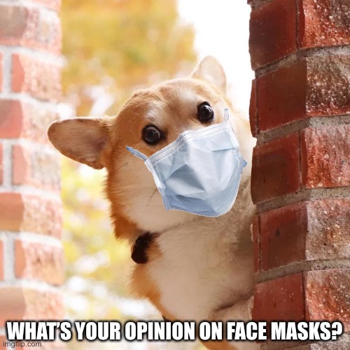 What’s your opinion on face masks? | WHAT’S YOUR OPINION ON FACE MASKS? | image tagged in excited corgi,coronavirus,face mask,2020 | made w/ Imgflip meme maker