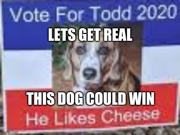 Up vote this if you support him | LETS GET REAL; THIS DOG COULD WIN | image tagged in follow todd | made w/ Imgflip meme maker