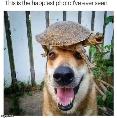 Doggie and Turtle <3 | image tagged in cute,wholesome,aww,owo | made w/ Imgflip meme maker