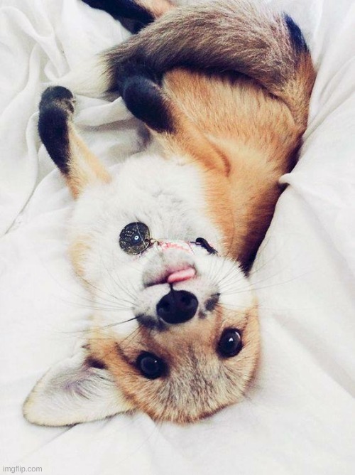 Cute Fox | image tagged in cute fox | made w/ Imgflip meme maker