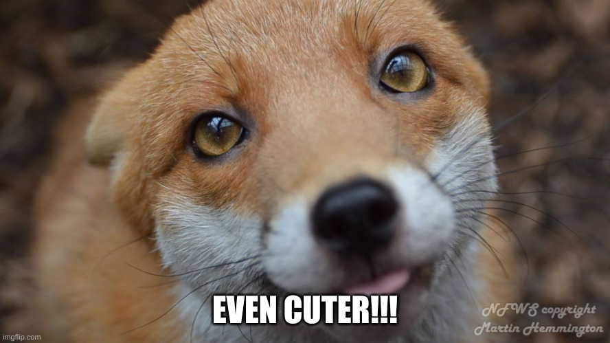 Cute fox | EVEN CUTER!!! | image tagged in cute fox | made w/ Imgflip meme maker