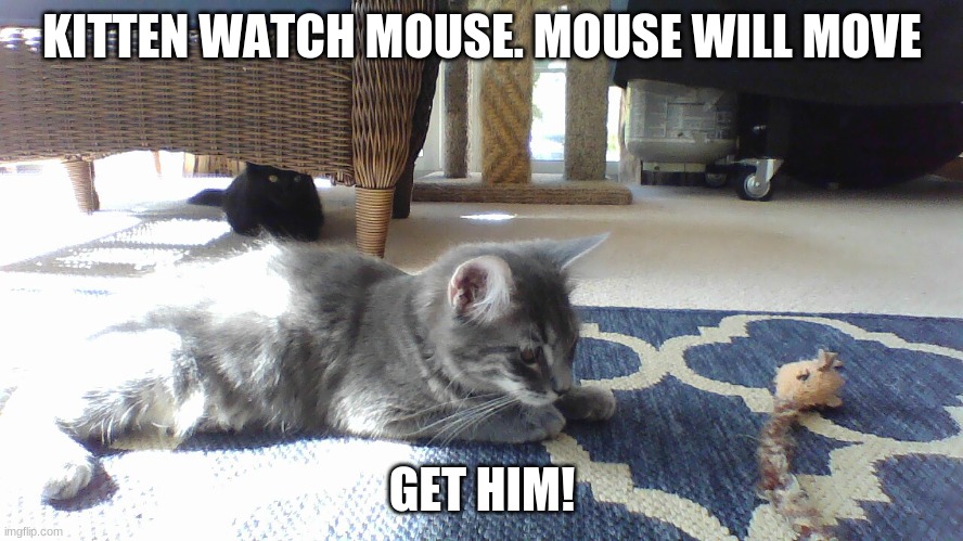 funny kitten meme | KITTEN WATCH MOUSE. MOUSE WILL MOVE; GET HIM! | image tagged in cat meme | made w/ Imgflip meme maker