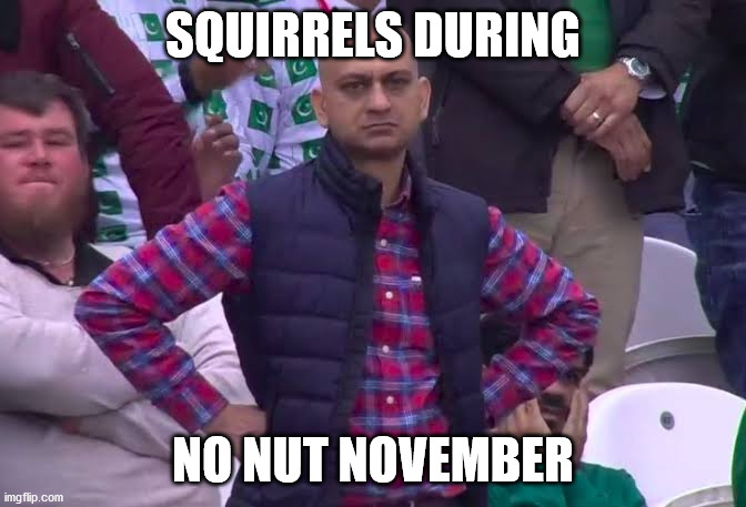 Disappointed Man | SQUIRRELS DURING; NO NUT NOVEMBER | image tagged in disappointed man | made w/ Imgflip meme maker