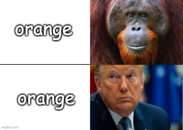 Botch we came from the rainbow | image tagged in funny memes,politics,animals,donald trump is an orangutan,donald trump | made w/ Imgflip meme maker
