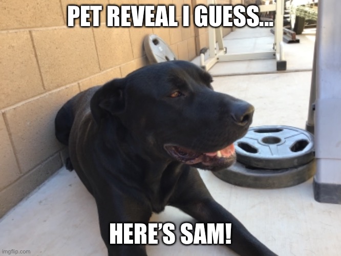 PET REVEAL I GUESS... HERE’S SAM! | made w/ Imgflip meme maker