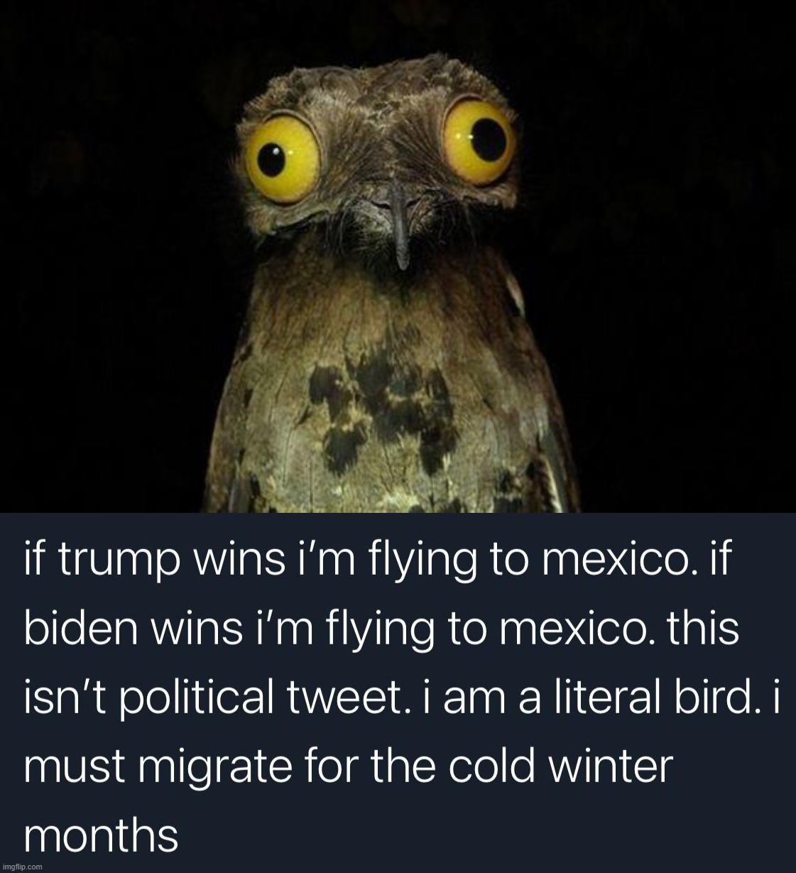 Birds being birds | image tagged in memes,weird stuff i do potoo | made w/ Imgflip meme maker
