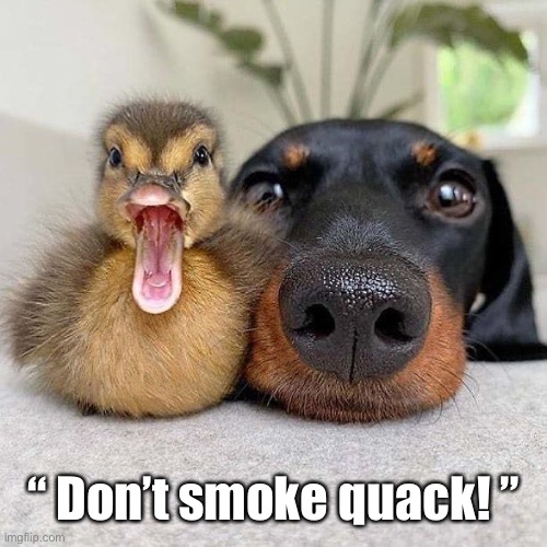 Just Say No! |  “ Don’t smoke quack! ” | image tagged in funny memes,ducks,drugs are bad,funny | made w/ Imgflip meme maker