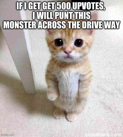 ill do it | IF I GET GET 500 UPVOTES, 
I WILL PUNT THIS MONSTER ACROSS THE DRIVE WAY | image tagged in memes,cute cat | made w/ Imgflip meme maker