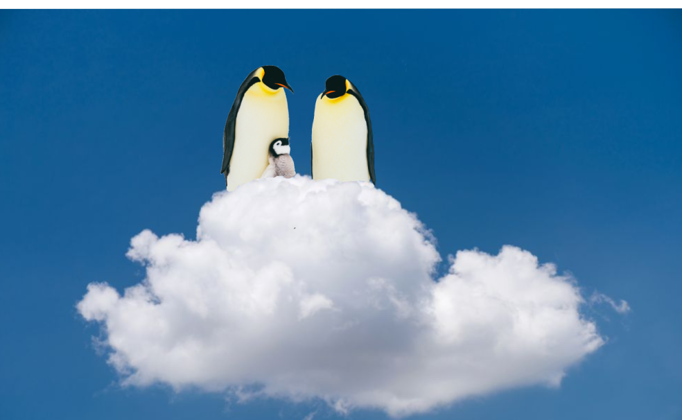 High Quality Penguins Watching Blank Meme Template