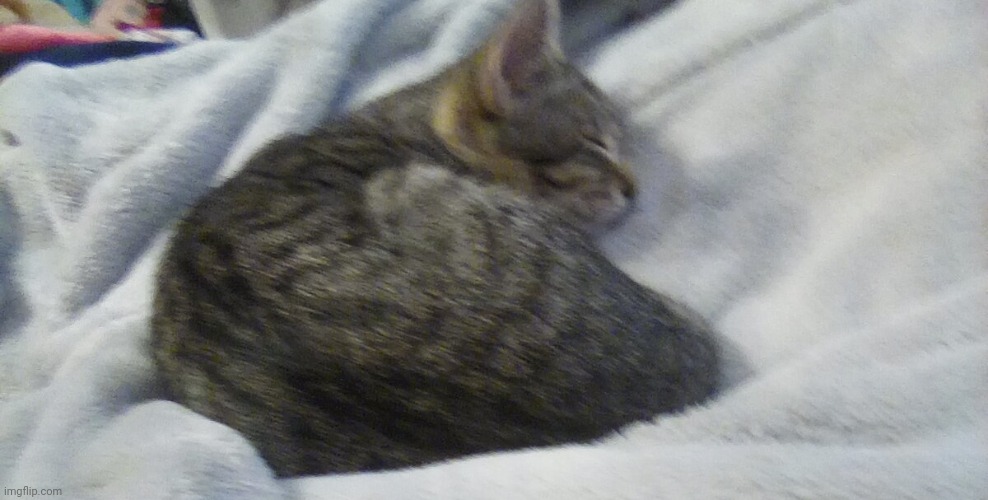 Le catto | made w/ Imgflip meme maker