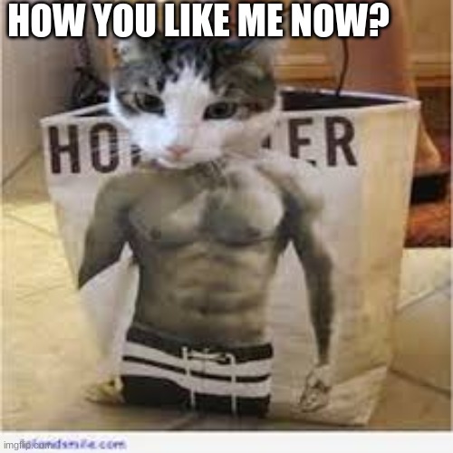 ivé been workng out |  HOW YOU LIKE ME NOW? | image tagged in meow,funny cat memes | made w/ Imgflip meme maker