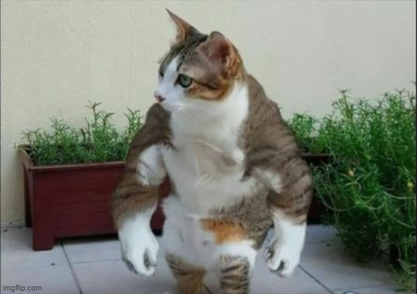 Muscle Cat | image tagged in muscle cat | made w/ Imgflip meme maker