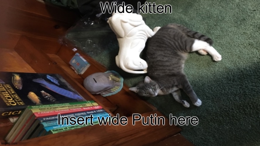 Wide boi | Wide kitten; Insert wide Putin here | image tagged in wide,funny | made w/ Imgflip meme maker