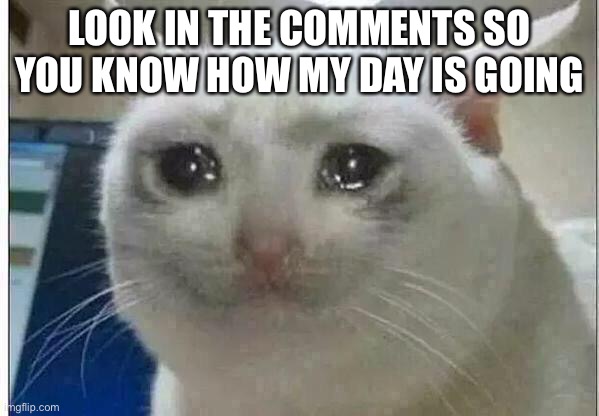 crying cat | LOOK IN THE COMMENTS SO YOU KNOW HOW MY DAY IS GOING | image tagged in crying cat | made w/ Imgflip meme maker