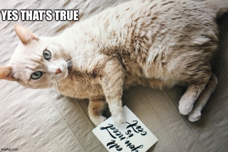 All u need is cat | YES THAT’S TRUE | image tagged in cats,funny | made w/ Imgflip meme maker