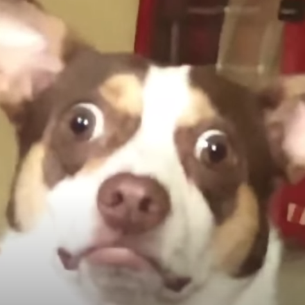 High Quality Scared pupper Blank Meme Template
