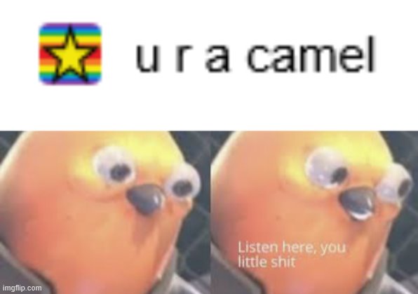 I AM NOT A FREAKING CAMEL | image tagged in listen here you little shit bird,lol | made w/ Imgflip meme maker