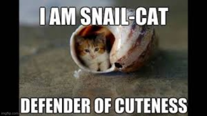 snail cat | image tagged in cat | made w/ Imgflip meme maker
