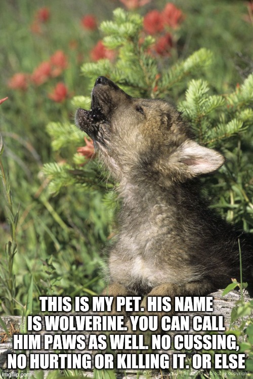 THIS IS MY PET. HIS NAME IS WOLVERINE. YOU CAN CALL HIM PAWS AS WELL. NO CUSSING, NO HURTING OR KILLING IT. OR ELSE | made w/ Imgflip meme maker