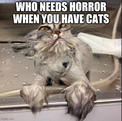 im scared | WHO NEEDS HORROR WHEN YOU HAVE CATS | image tagged in scary cat | made w/ Imgflip meme maker