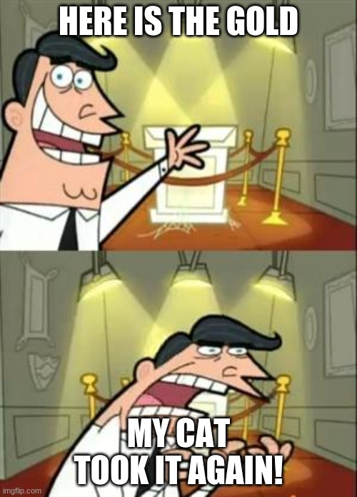 Cats! | HERE IS THE GOLD; MY CAT TOOK IT AGAIN! | image tagged in memes,cats | made w/ Imgflip meme maker