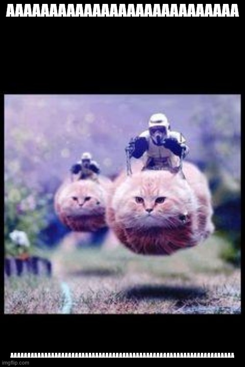 aaaaaaaawwwwwwwwwwwww | AAAAAAAAAAAAAAAAAAAAAAAAAAA; AAAAAAAAAAAAAAAAAAAAAAAAAAAAAAAAAAAAAAAAAAAAAAAAAAAAAAAAAAAAAAAAAA | image tagged in flying cat stormtrooper | made w/ Imgflip meme maker